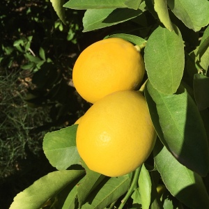 meyer-lemons-2